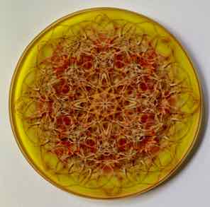 4 INCH
ROUND GLASS COASTER
YELLOW SILVER LACE 4 INCH
ROUND GLASS COASTER
YELLOW SILVER LACE